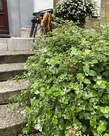26 Kolo Karpacza